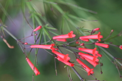 Russelia equisetiformis